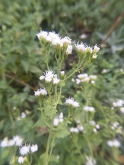 Fleischmannia incarnata