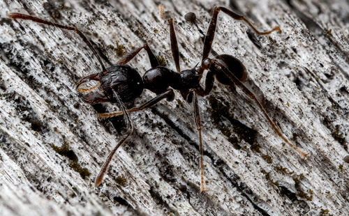 Pheidole huberiPheidole huberi