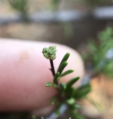 Eriophyes adenostomae
