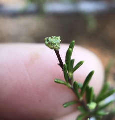 Eriophyes adenostomae