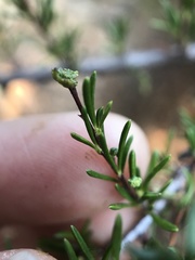 Eriophyes adenostomae