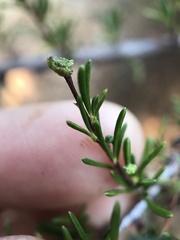 Eriophyes adenostomae