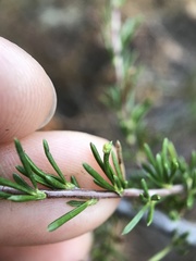 Eriophyes adenostomae