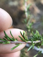 Eriophyes adenostomae