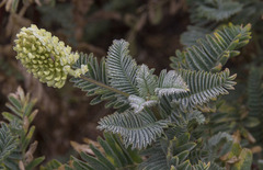 Astragalus pycnostachyus