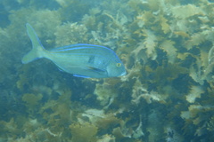 Nemadactylus valenciennesi