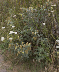 Astragalus pycnostachyus