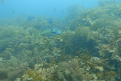 Nemadactylus valenciennesi