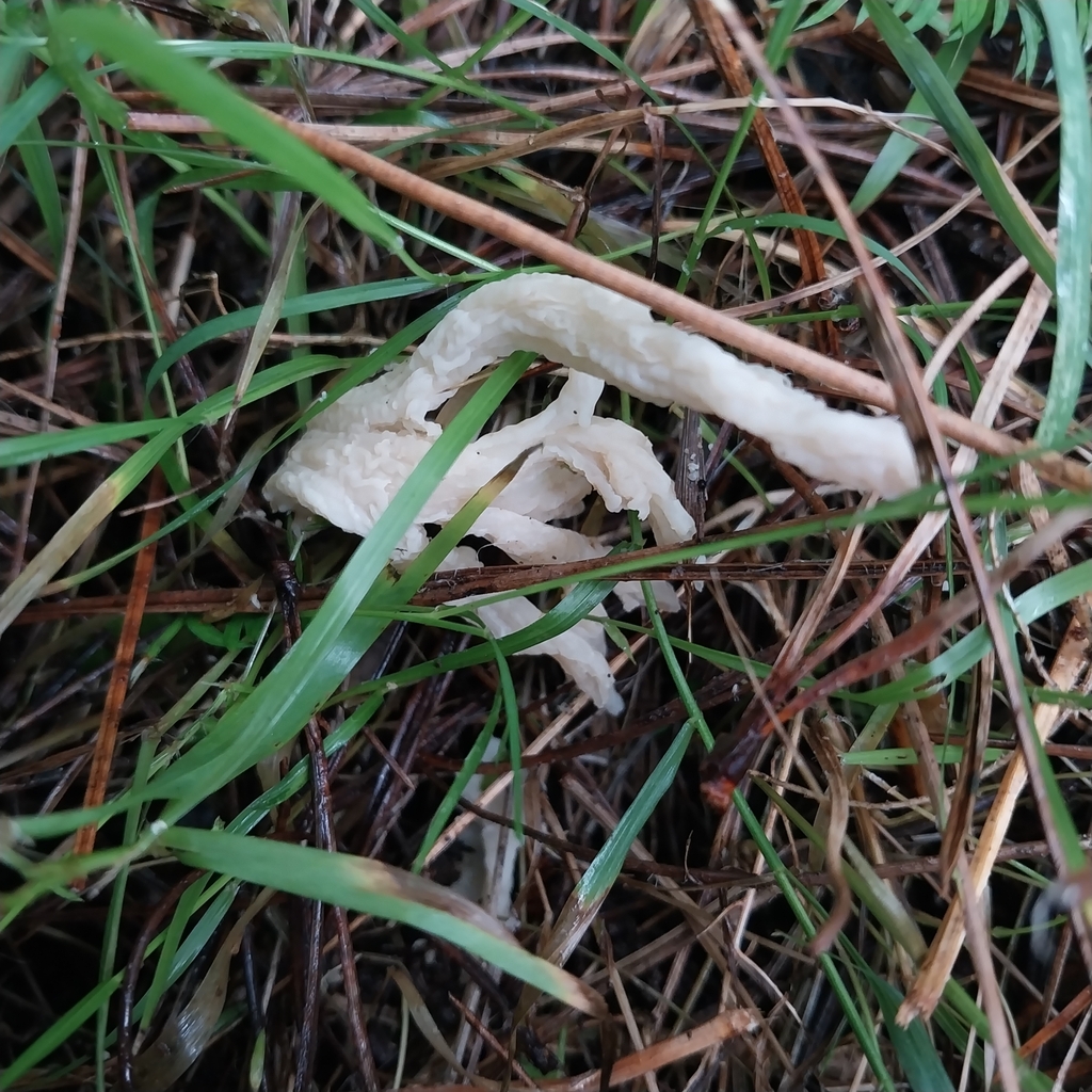 Clavulina rugosa · July 2025 · photo: © kiwialli (iNaturalist, cc-by)