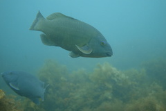 Gould's Wrasse photo 3