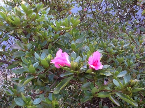 Wild-thyme azalea (Rhododendron serpyllifolium)