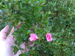 Rhododendron serpyllifolium