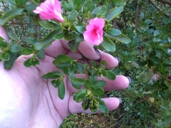 Rhododendron serpyllifolium