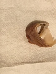 Nassarius fossatus