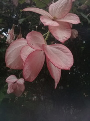 Mussaenda erythrophylla