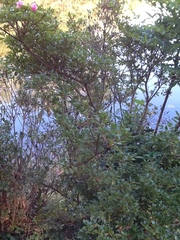 Rhododendron serpyllifolium