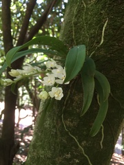 Sarcochilus niveus