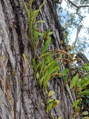 Pyrrosia
