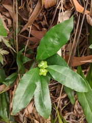 Gynochthodes umbellata