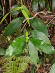 Gynochthodes umbellata