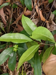 Gynochthodes umbellata