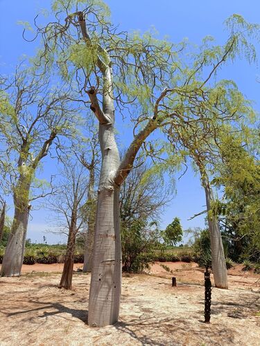 Moringa drouhardii, photograph 5