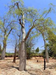 Moringa drouhardii, photograph (c) Gary Yong Gee, some rights reserved (CC BY)