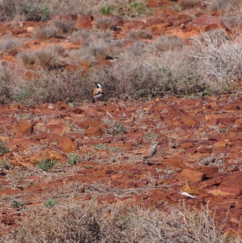 Cinnamon Quail-thrush (Cinclosoma cinnamomeum), photo 4