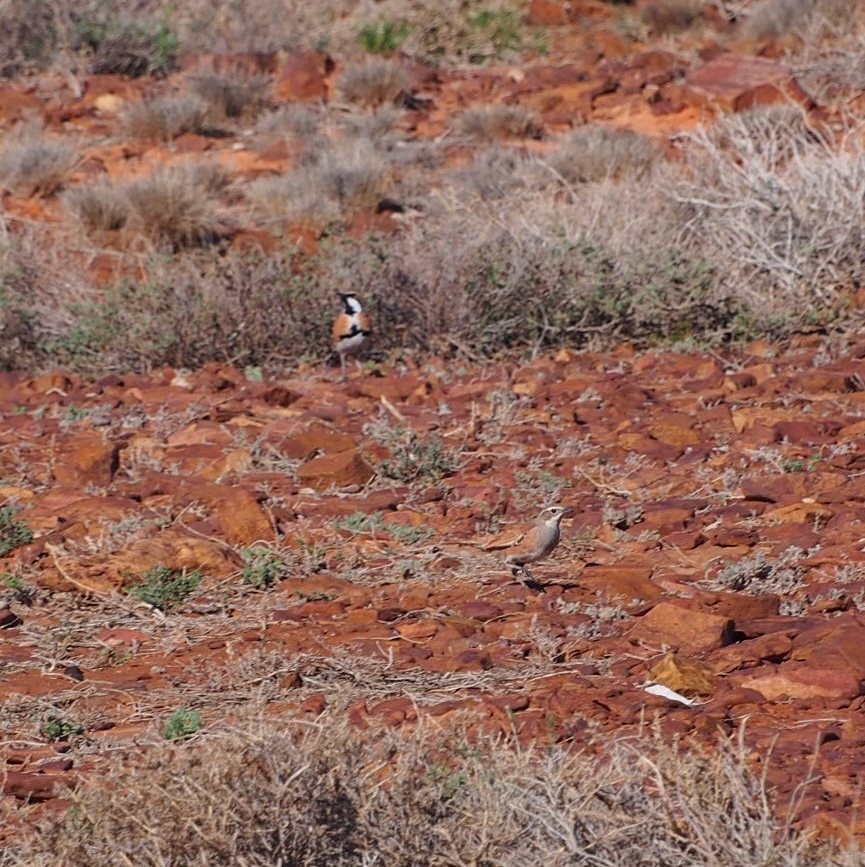 Cinnamon Quail-thrush (Cinclosoma cinnamomeum), photo 5