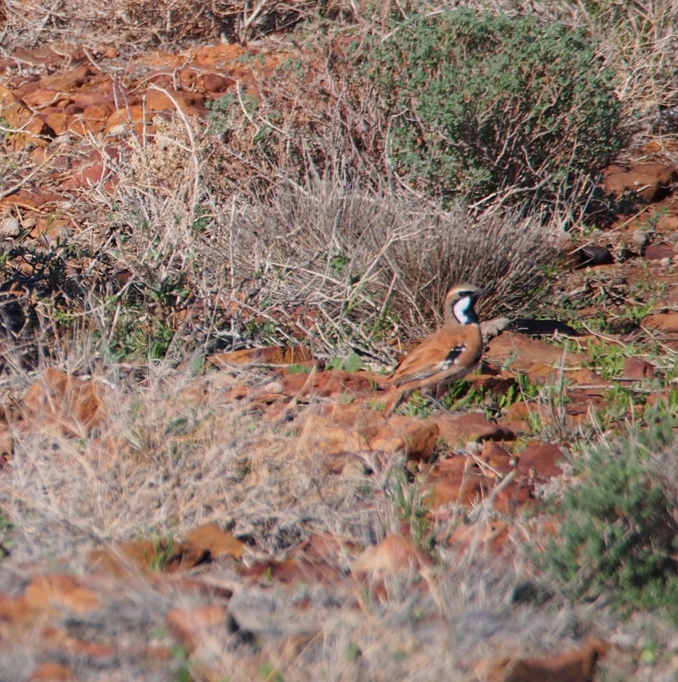 Cinnamon Quail-thrush (Cinclosoma cinnamomeum), photo 1