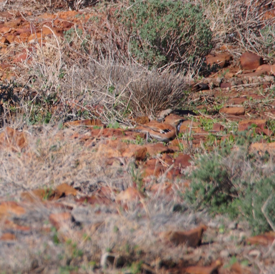 Cinnamon Quail-thrush (Cinclosoma cinnamomeum), photo 2