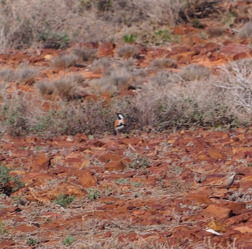 Cinnamon Quail-thrush (Cinclosoma cinnamomeum), photo 5
