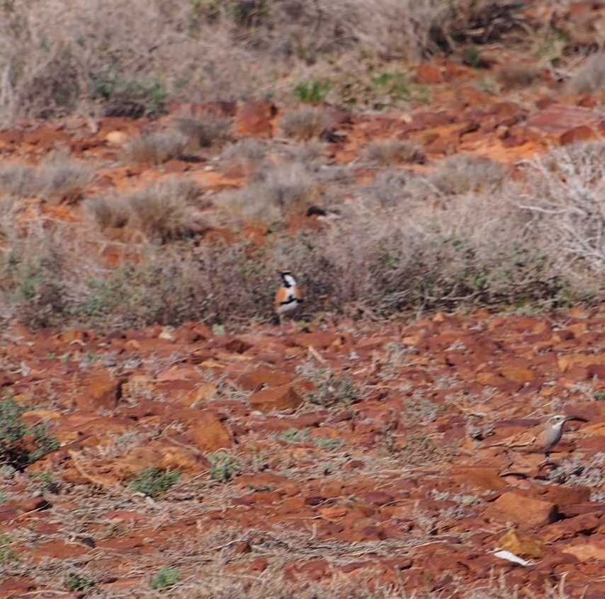 Cinnamon Quail-thrush (Cinclosoma cinnamomeum), photo 6