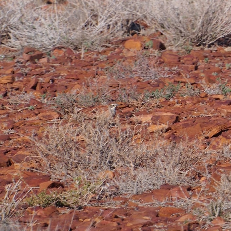 Cinnamon Quail-thrush (Cinclosoma cinnamomeum), photo 8