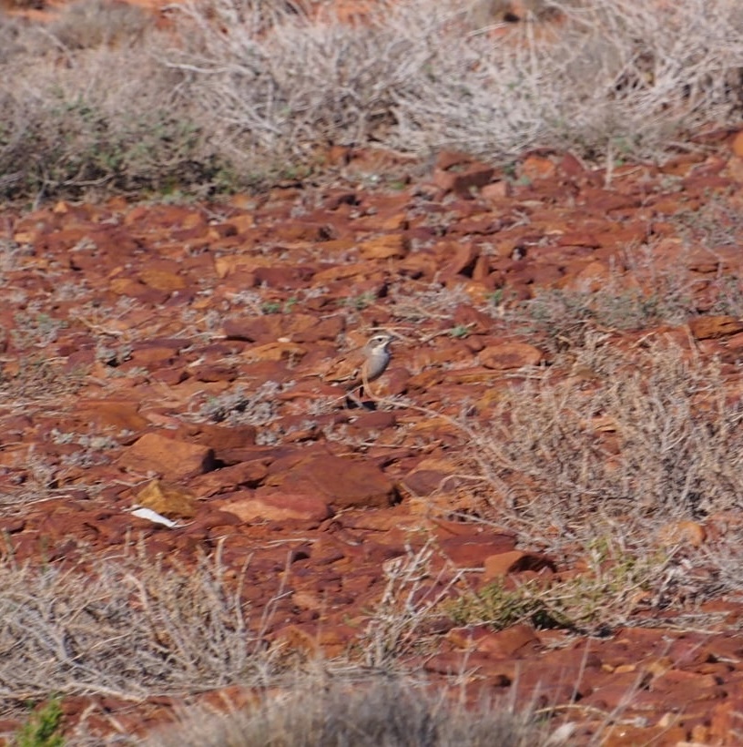 Cinnamon Quail-thrush (Cinclosoma cinnamomeum), photo 7