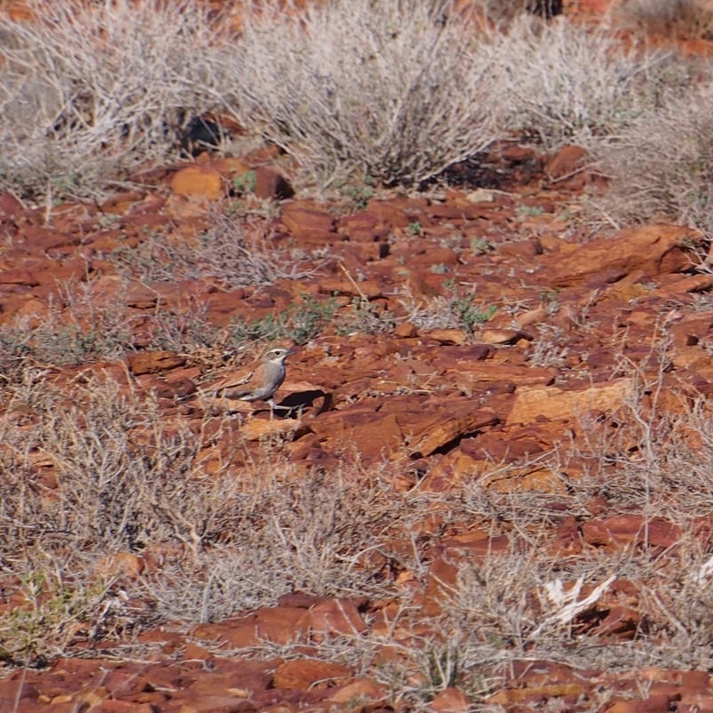 Cinnamon Quail-thrush (Cinclosoma cinnamomeum), photo 9