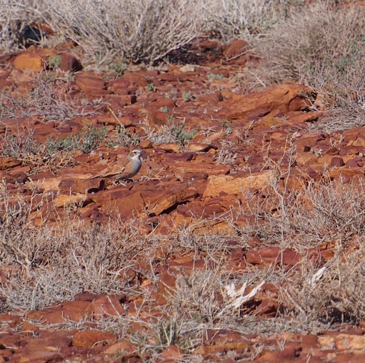 Cinnamon Quail-thrush (Cinclosoma cinnamomeum), photo 10