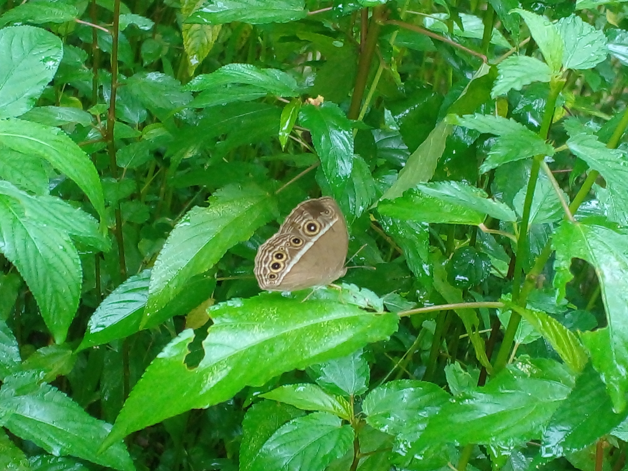 Long-Branded Bushbrown