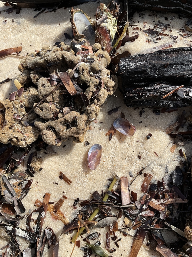 Victoria's Horse Mussel
