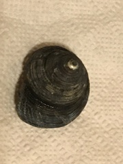 Calliostoma ligatum