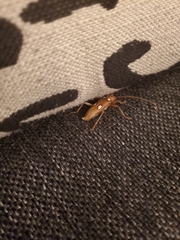 Eburia quadrigeminata