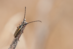 Sphaenothecus bilineatus