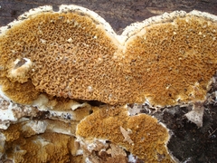 Serpulaceae