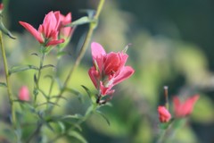 Castilleja nelsonii