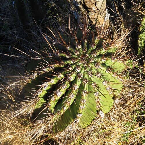 Acanthocalycium rhodotrichum, photograph 1