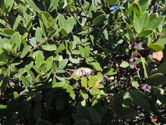 Thyreonotus corsicus corsicus