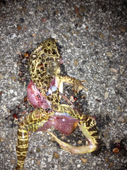 Lithobates areolatus