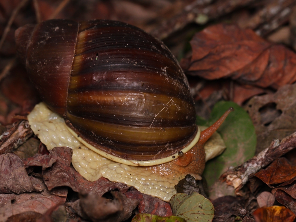 Megalobulimus valenciennesii