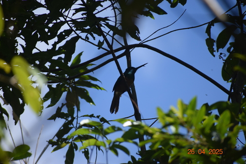 Bluish-fronted Jacamar (Galbula cyanescens), photo 7