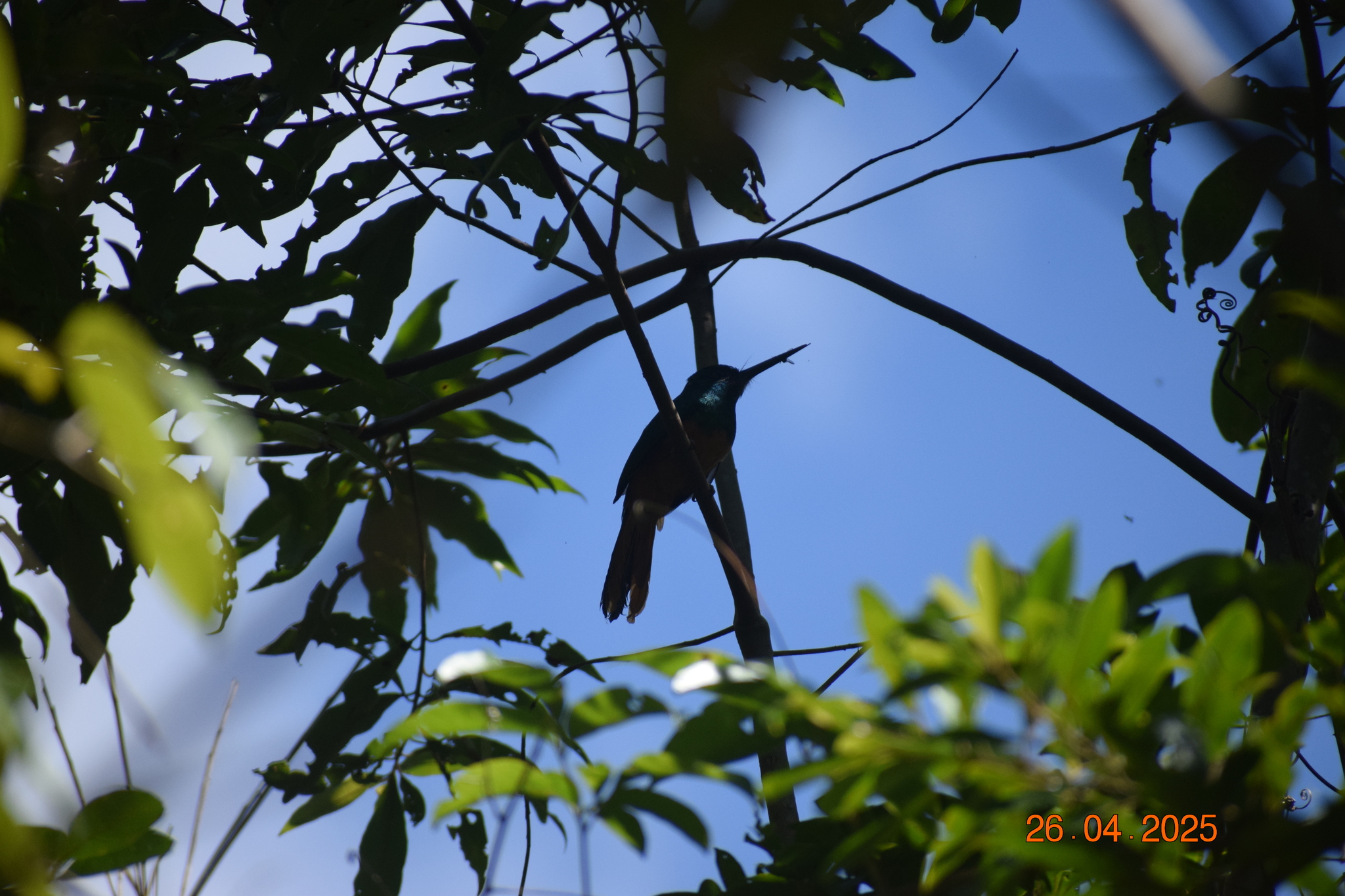 Bluish-fronted Jacamar (Galbula cyanescens), photo 7